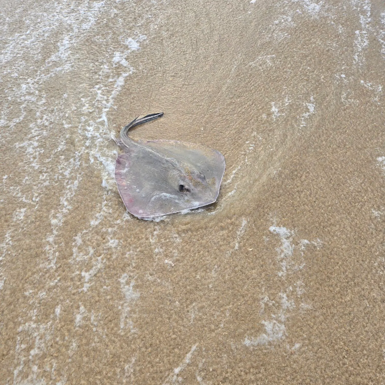 The most recent Bluntnose stingray catches on Fishbrain