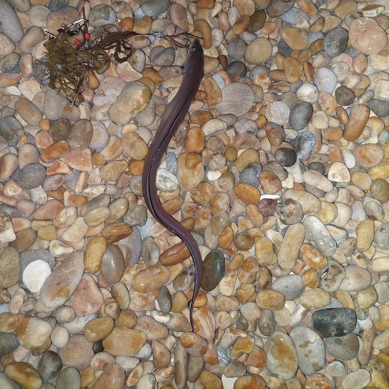 European eel caught on Fishbrain