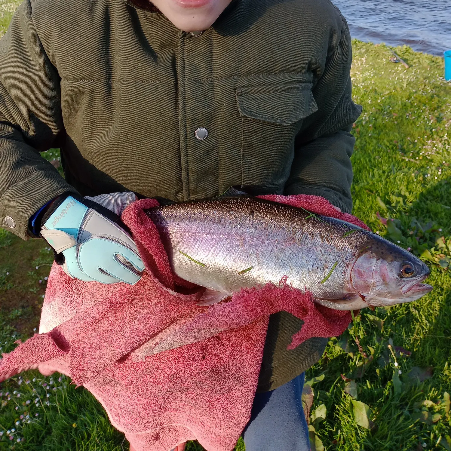 Rainbow trout caught on Fishbrain