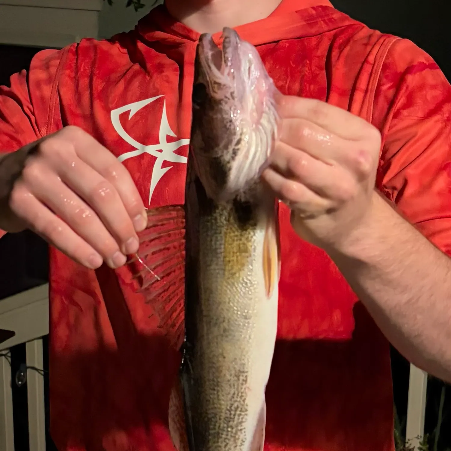 Walleye caught on Fishbrain