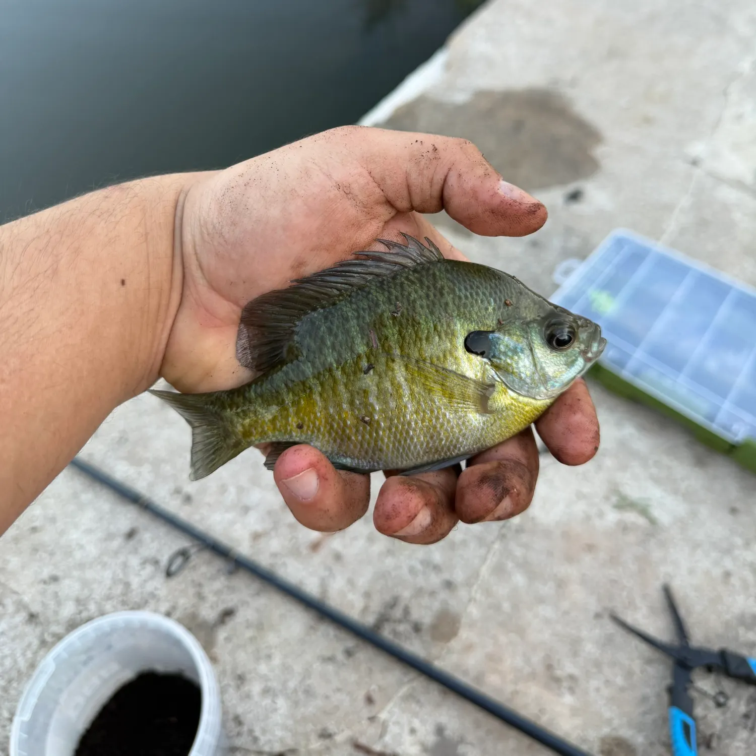 Bluegill caught on Fishbrain