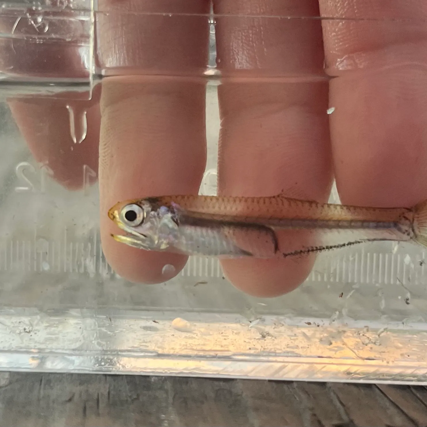 Bay anchovy caught on Fishbrain