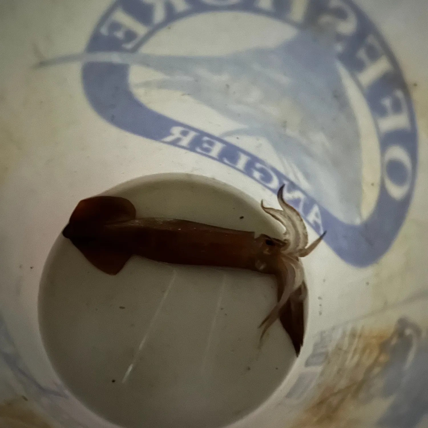 The most recent Gould's squid catches on Fishbrain