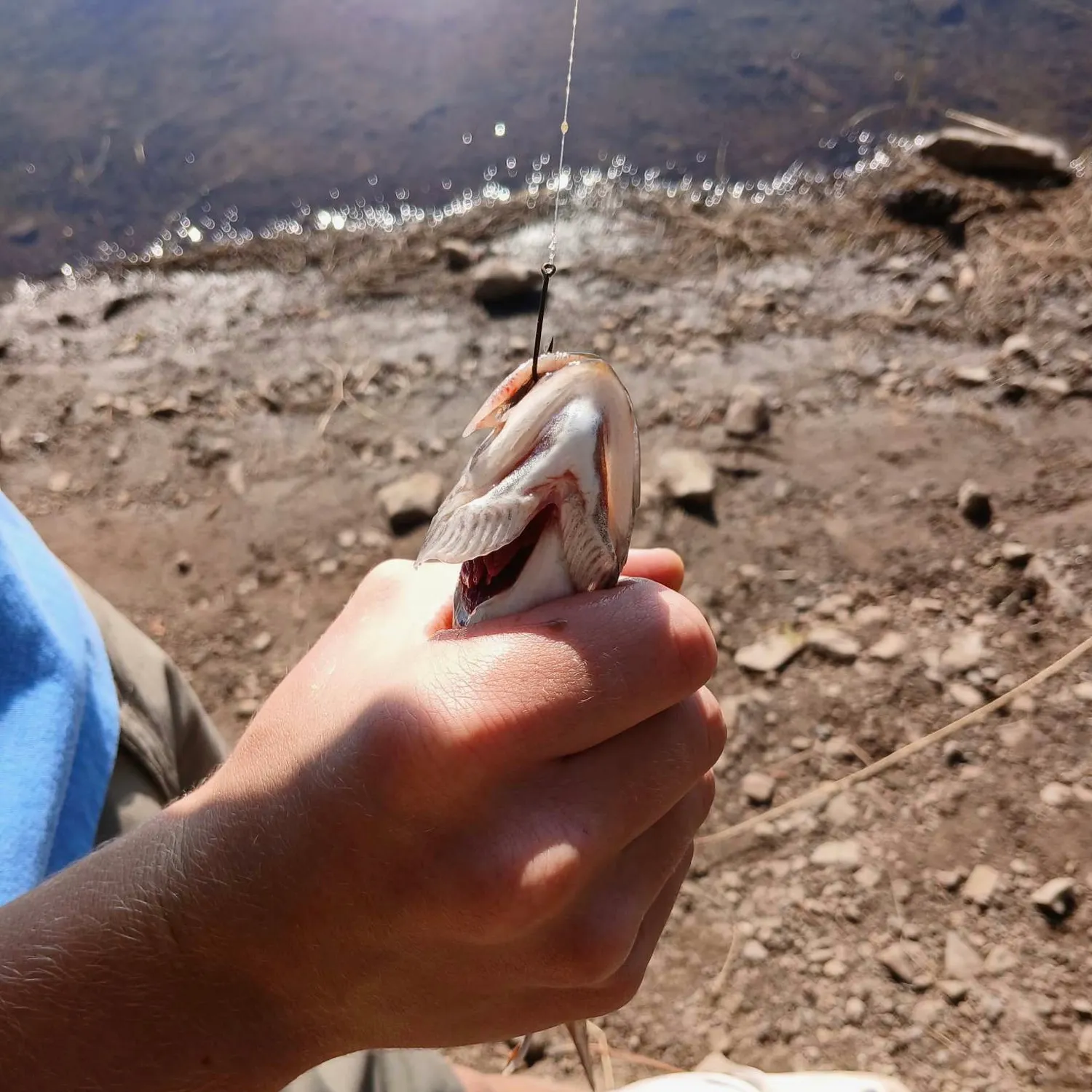 Rainbow trout caught on Fishbrain