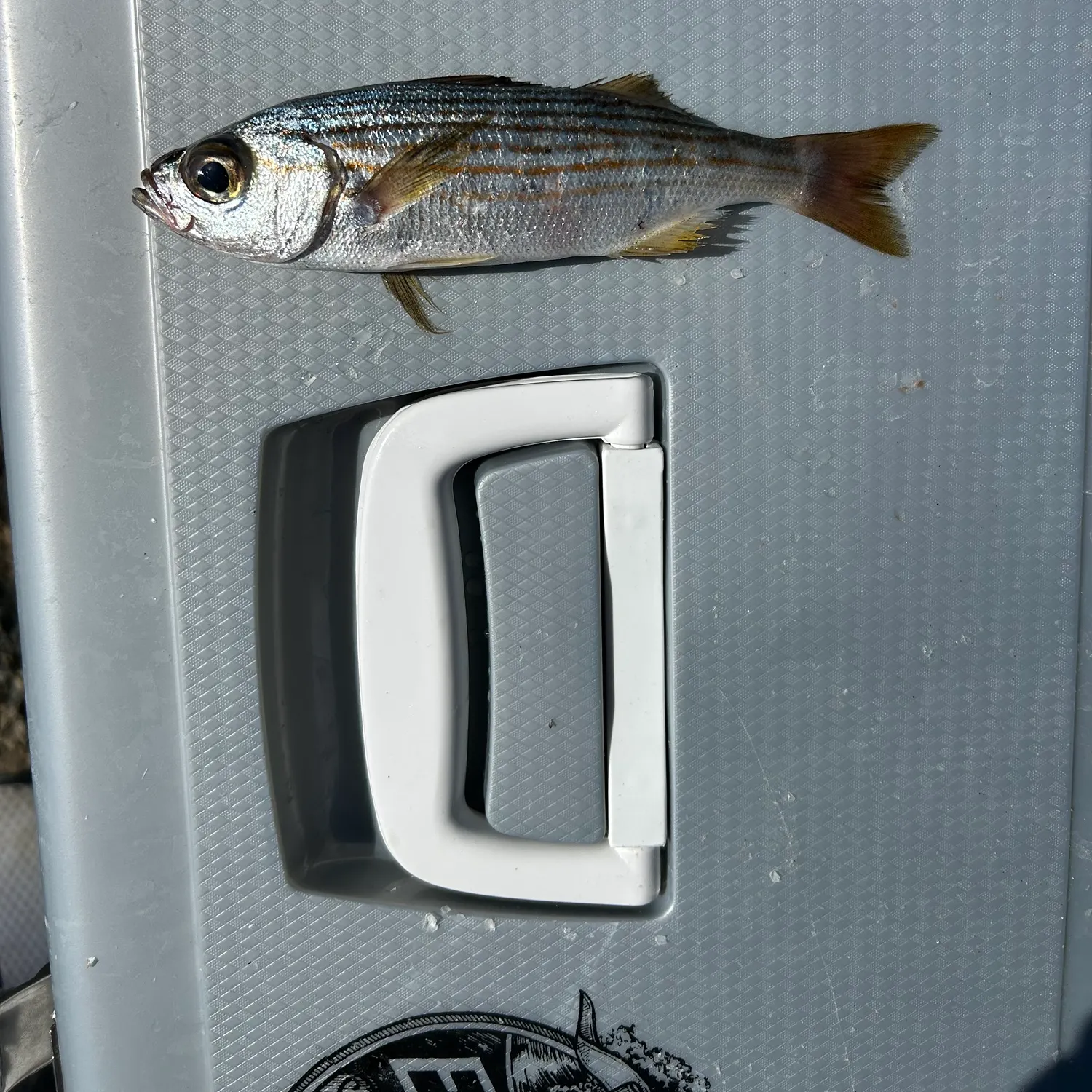 The most recent Californian salema catches on Fishbrain