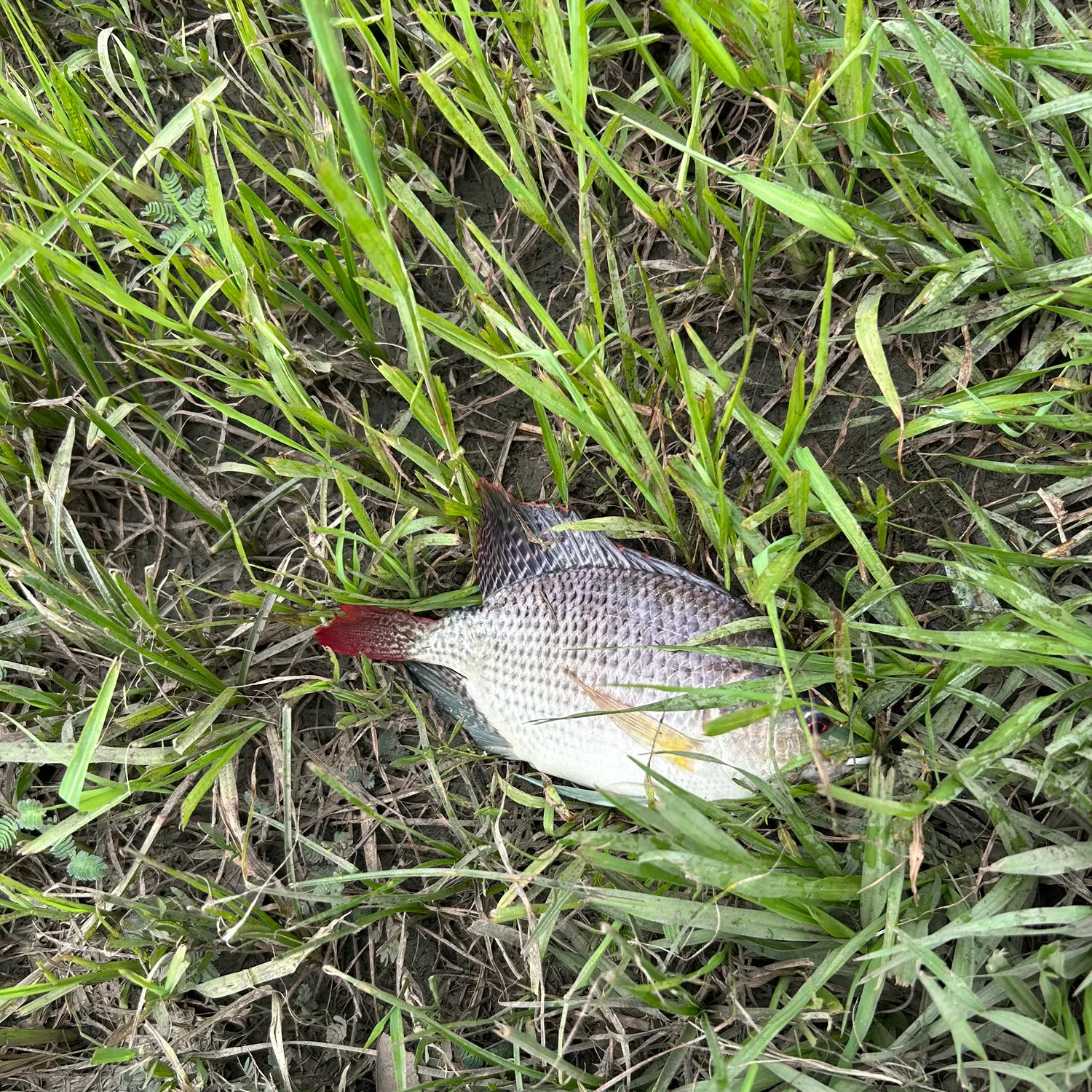 The most recent Kariba tilapia catches on Fishbrain