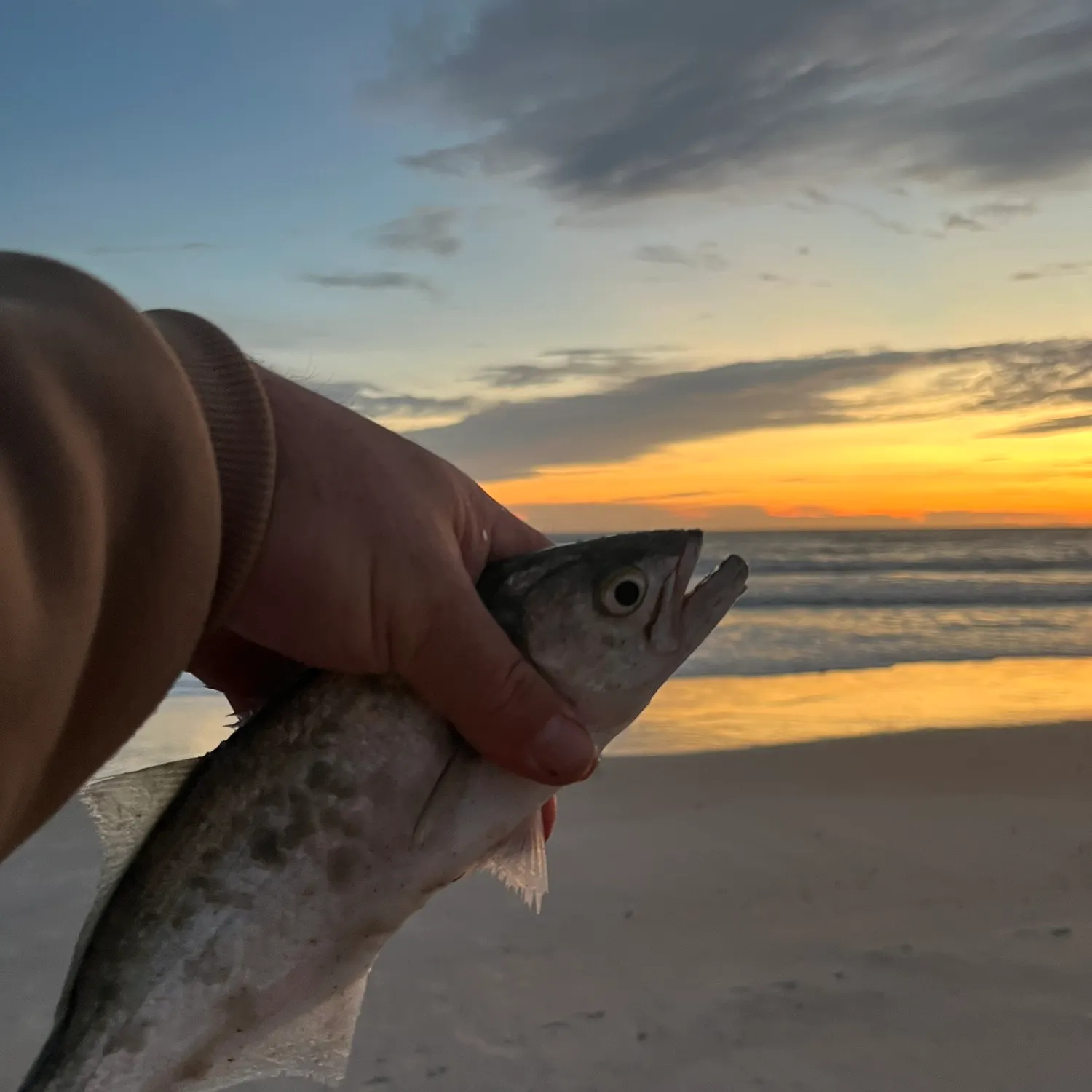 The most recent Bluefish catches on Fishbrain
