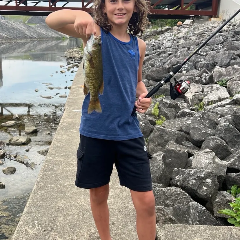 The most recent Smallmouth bass catches on Fishbrain