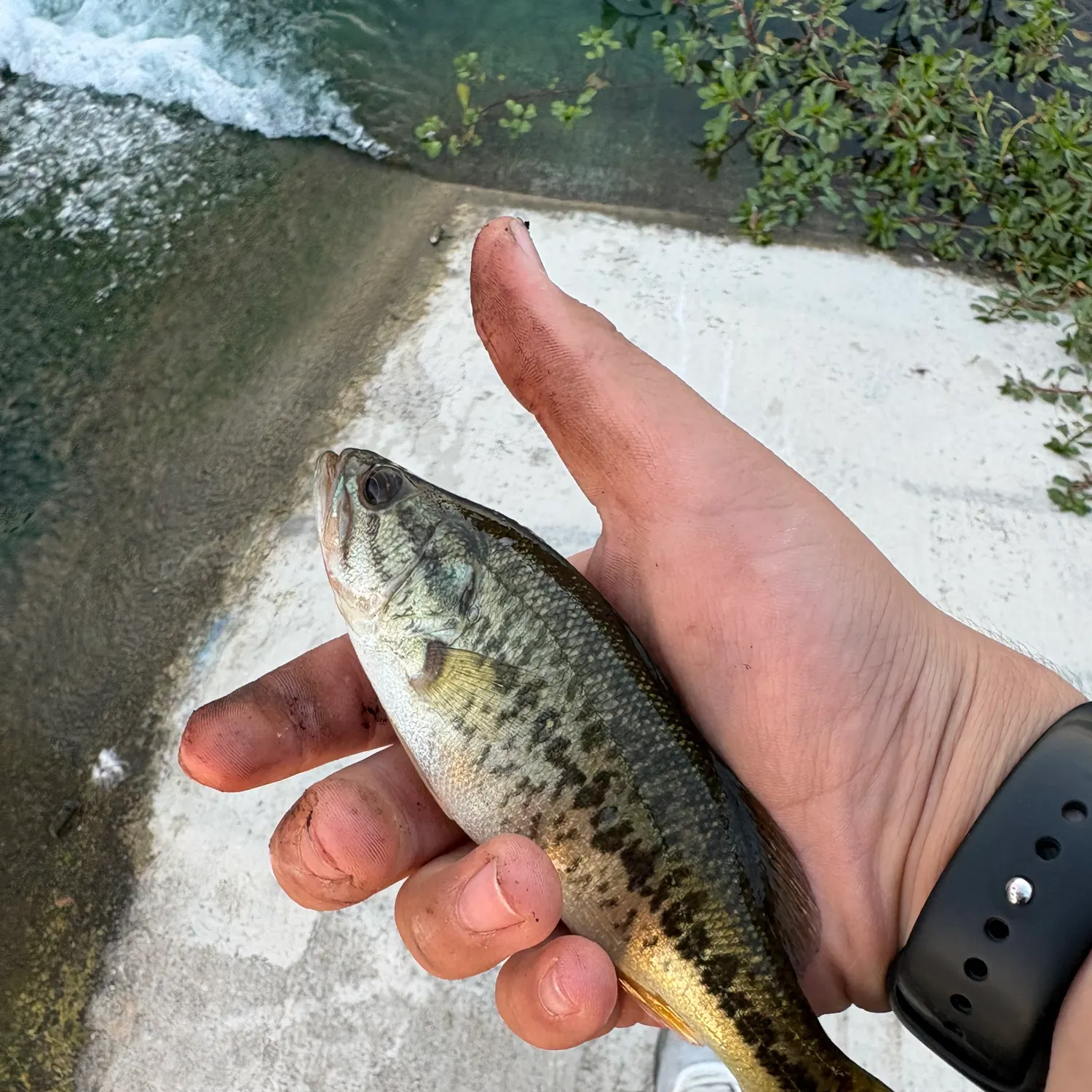 Spotted bass caught on Fishbrain