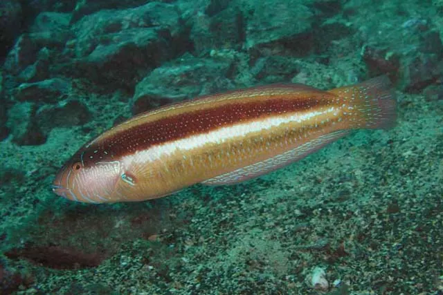 Maori wrasse