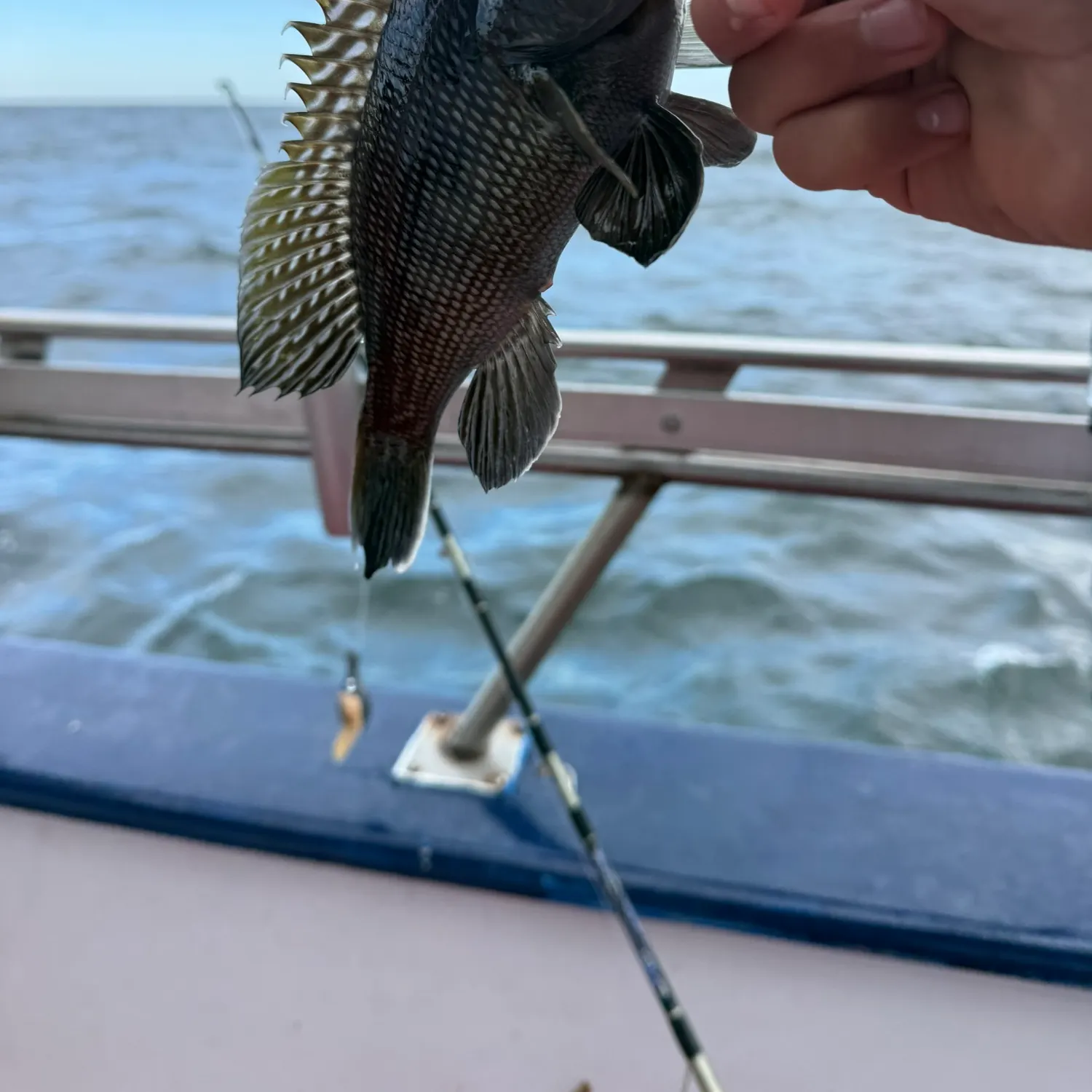 Black sea bass caught on Fishbrain