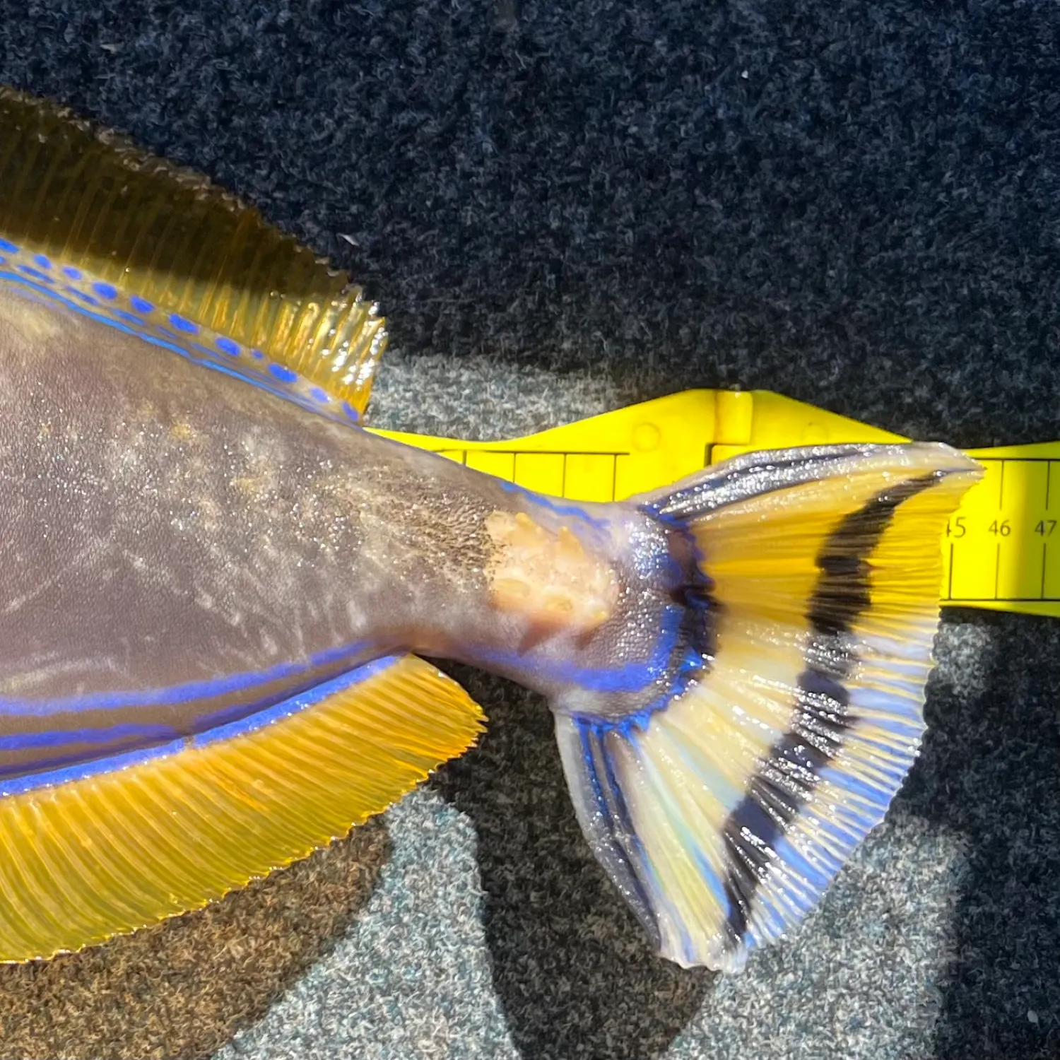 The most popular recent Six-spined leatherjacket catch on Fishbrain