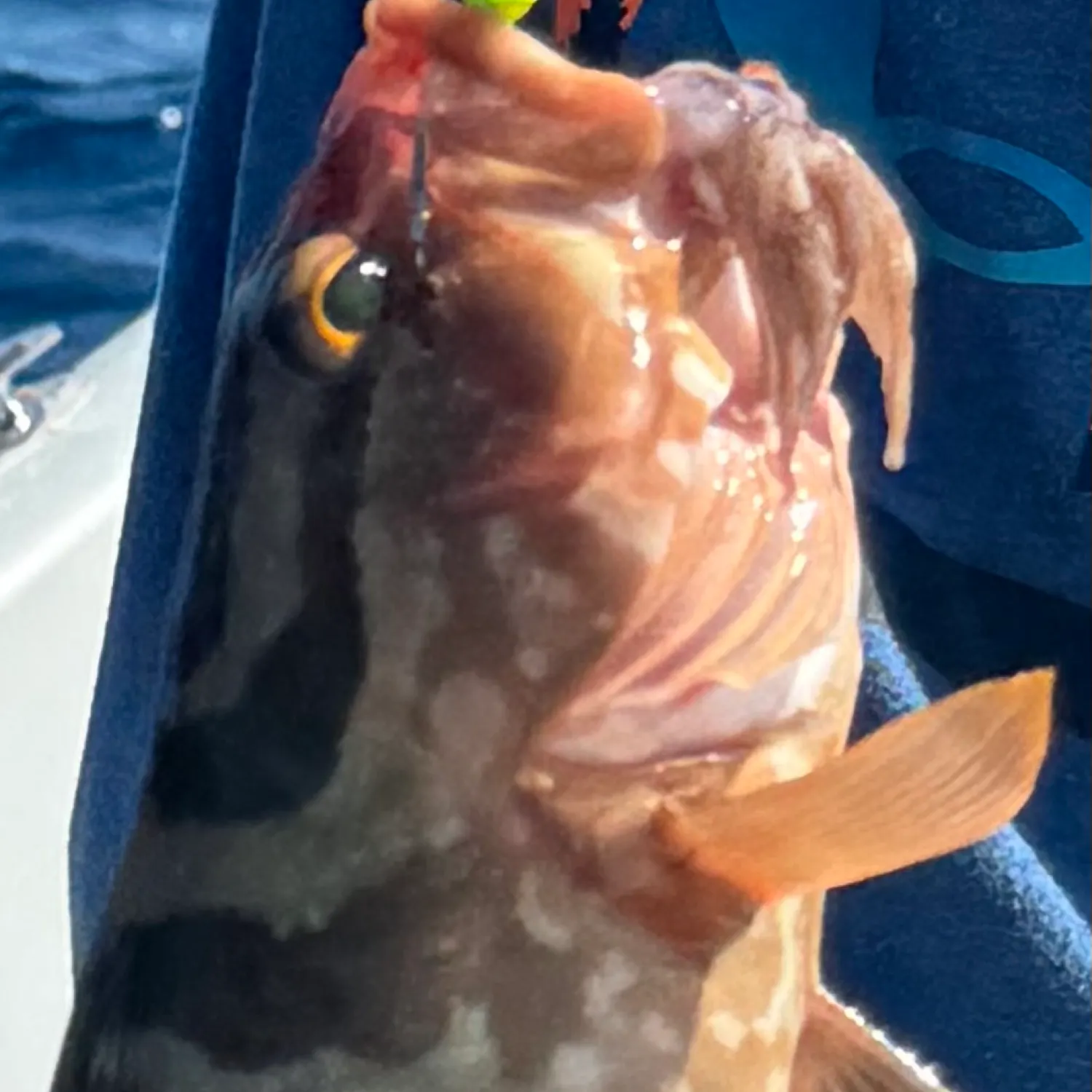 most liked catch image