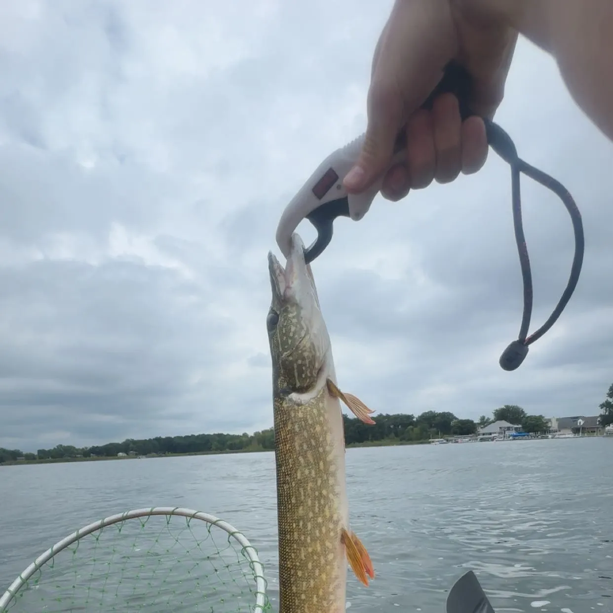 Fish caught on Fishbrain