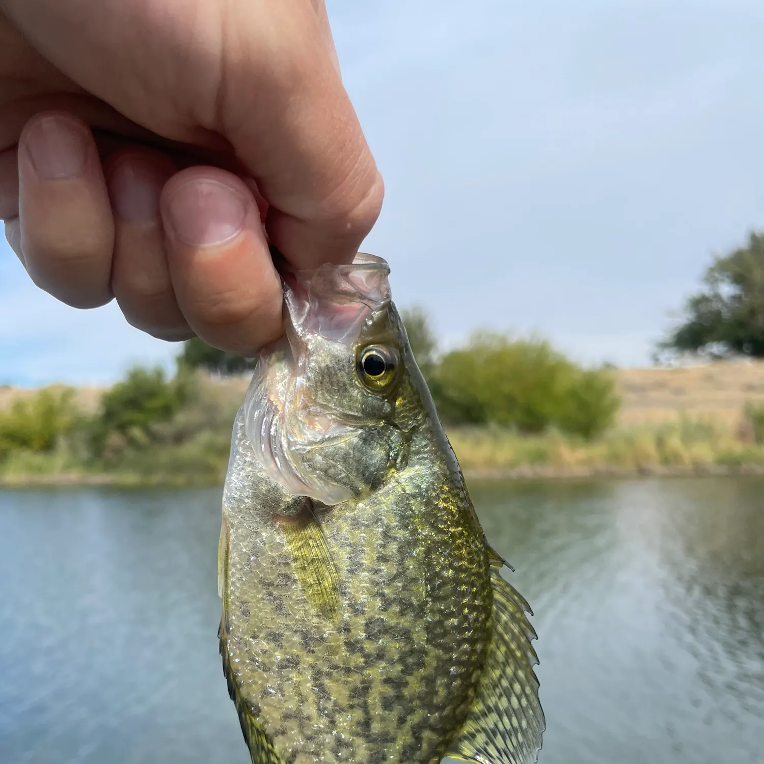 Black crappie caught on Fishbrain