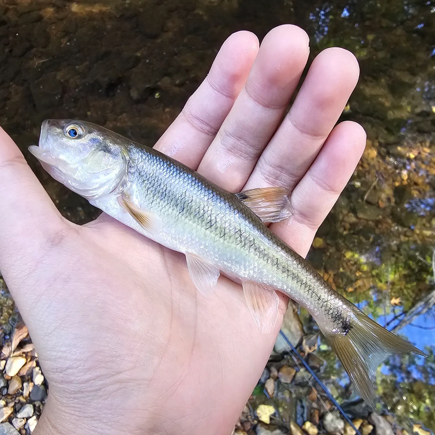 Creek chub caught on Fishbrain