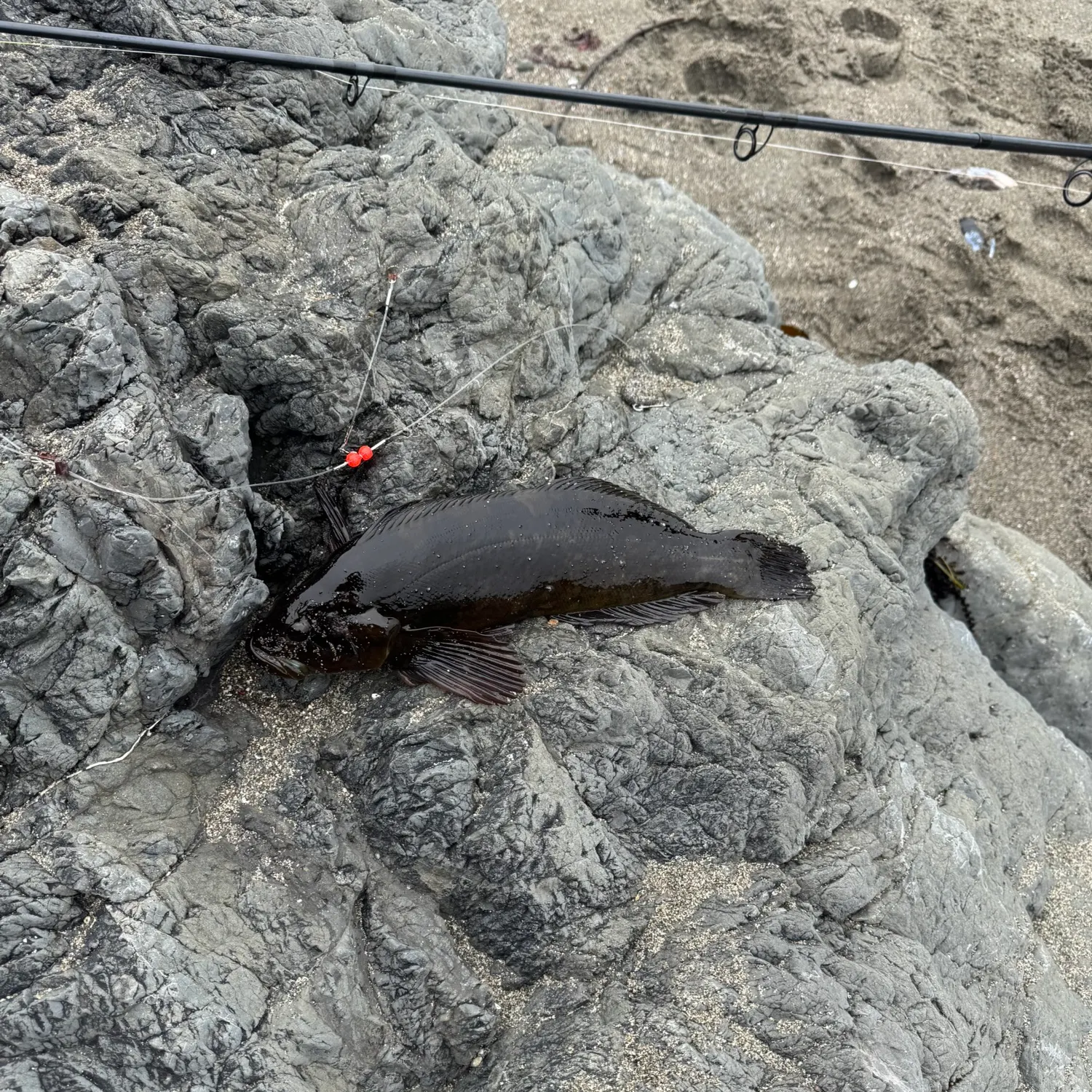 The most recent Rock greenling catches on Fishbrain