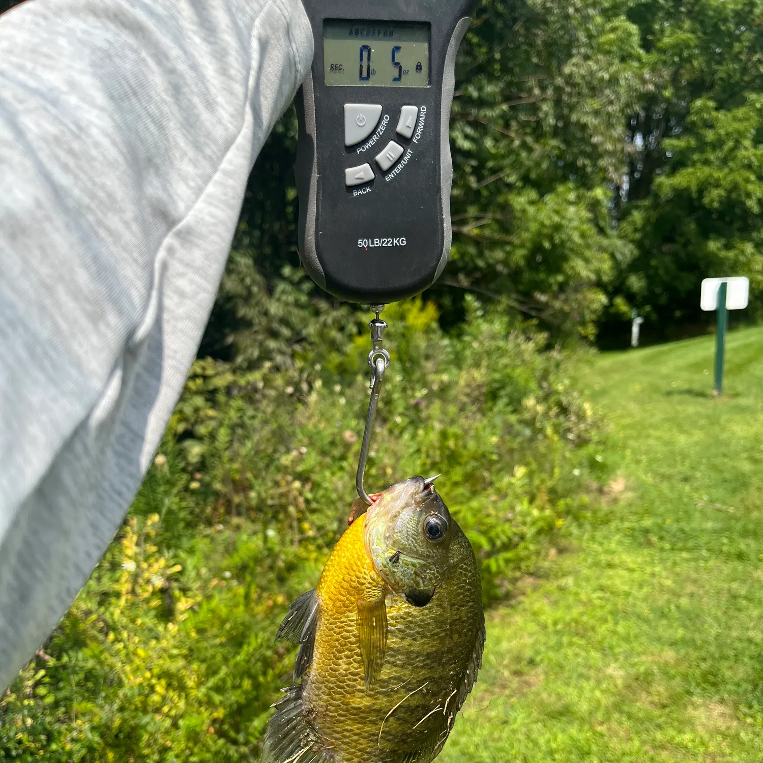 Bluegill caught on Fishbrain