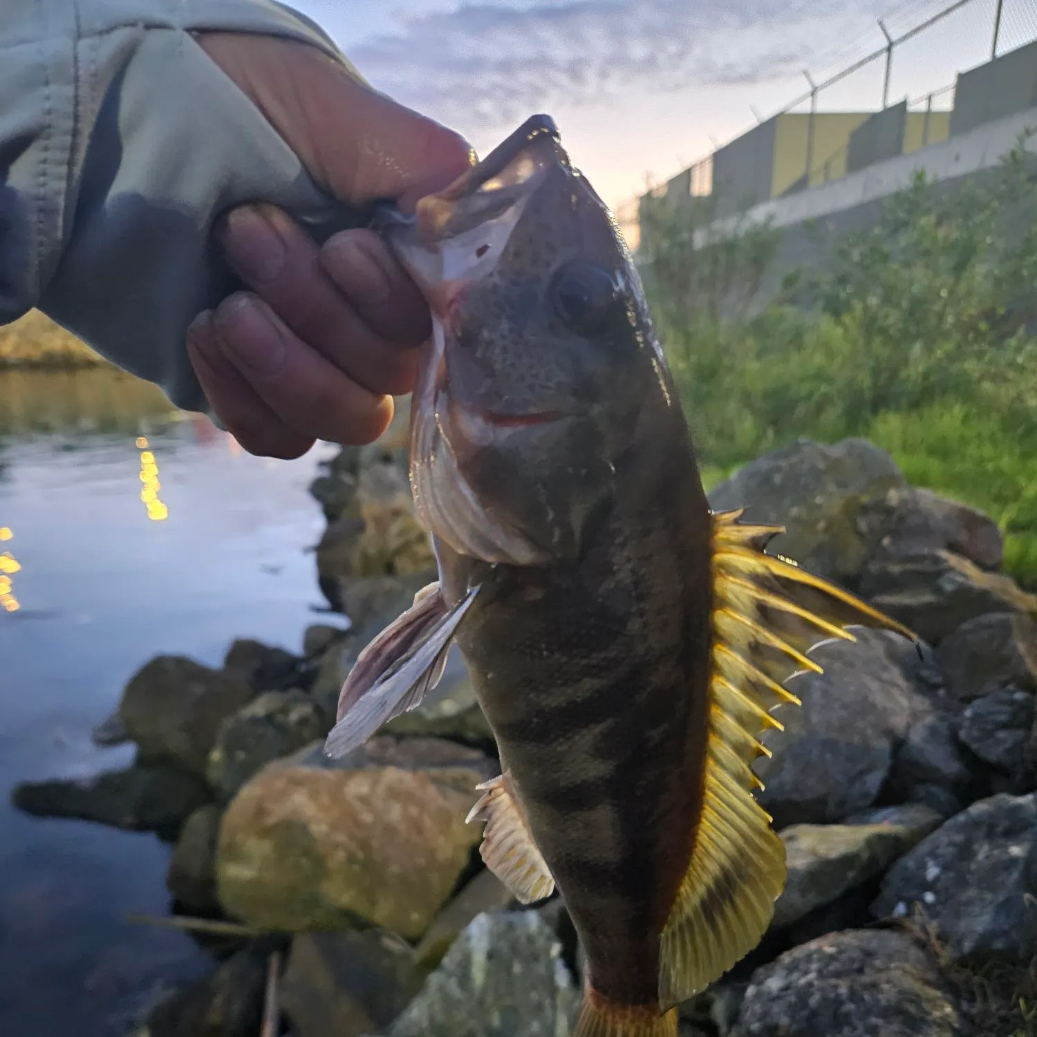 The most recent Barred sand bass catches on Fishbrain