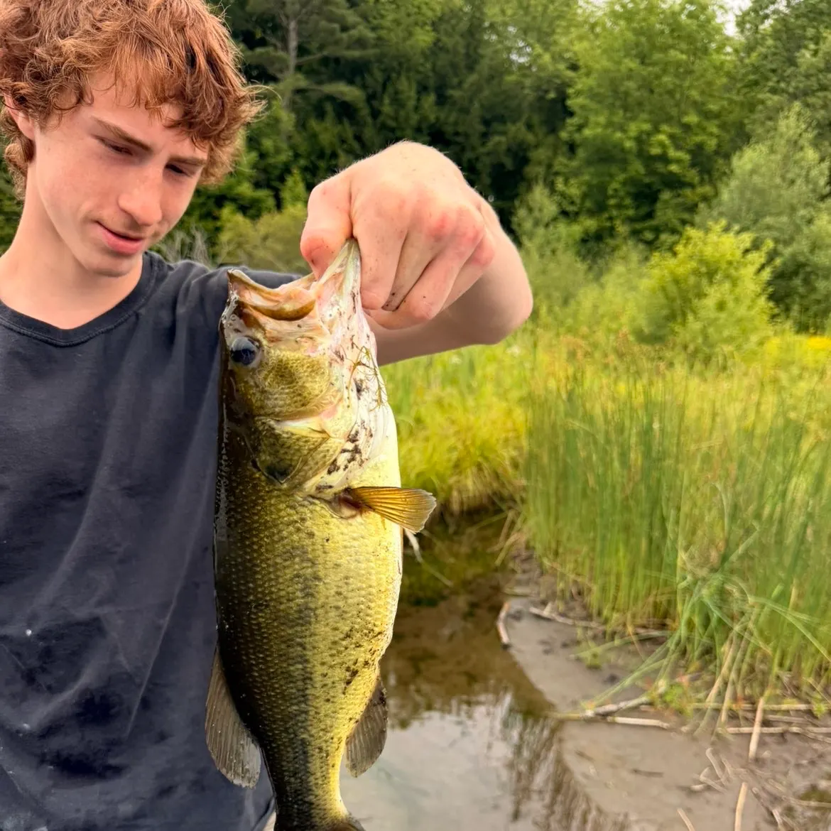 Largemouth bass caught on Fishbrain