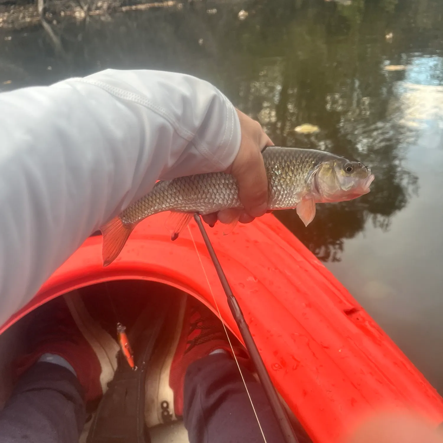 Fallfish caught on Fishbrain