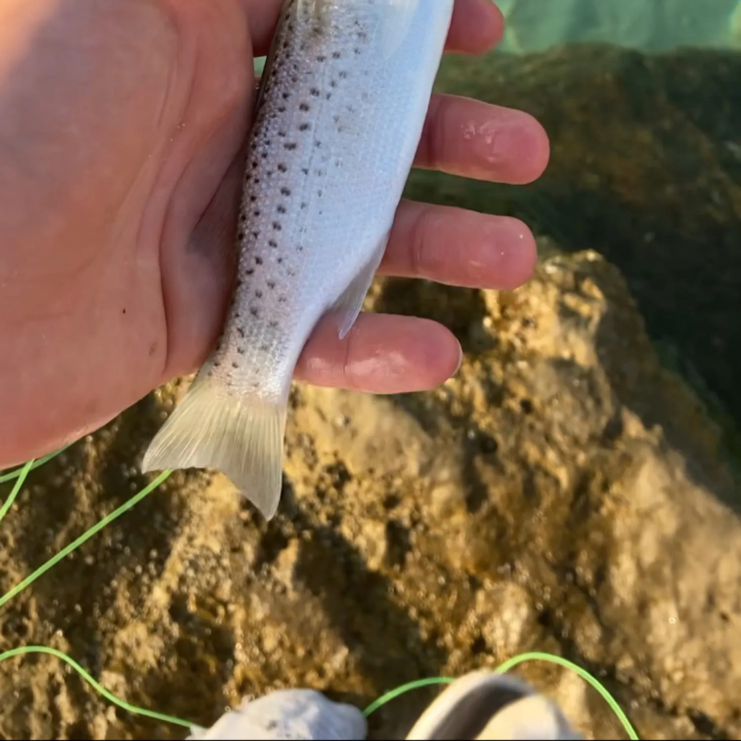 The most recent Spotted seabass catches on Fishbrain
