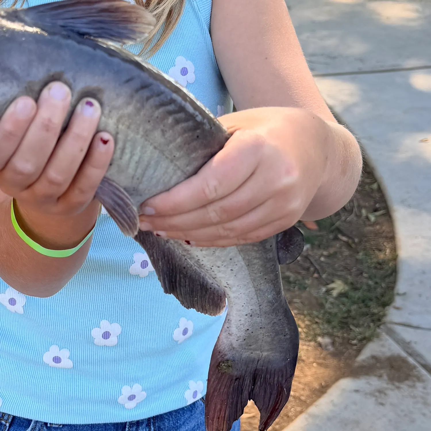 Channel catfish caught on Fishbrain