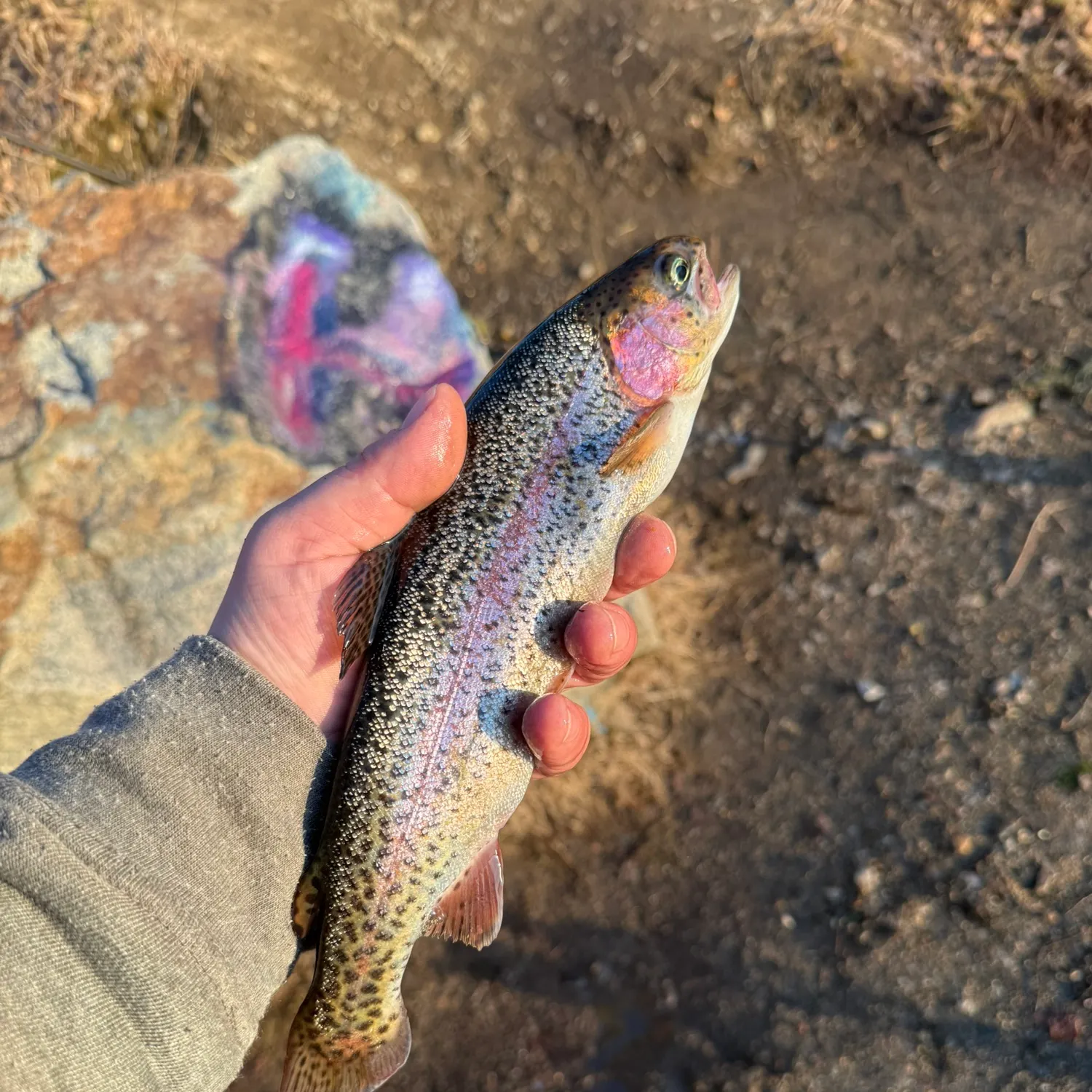 The most recent Rainbow trout catches on Fishbrain
