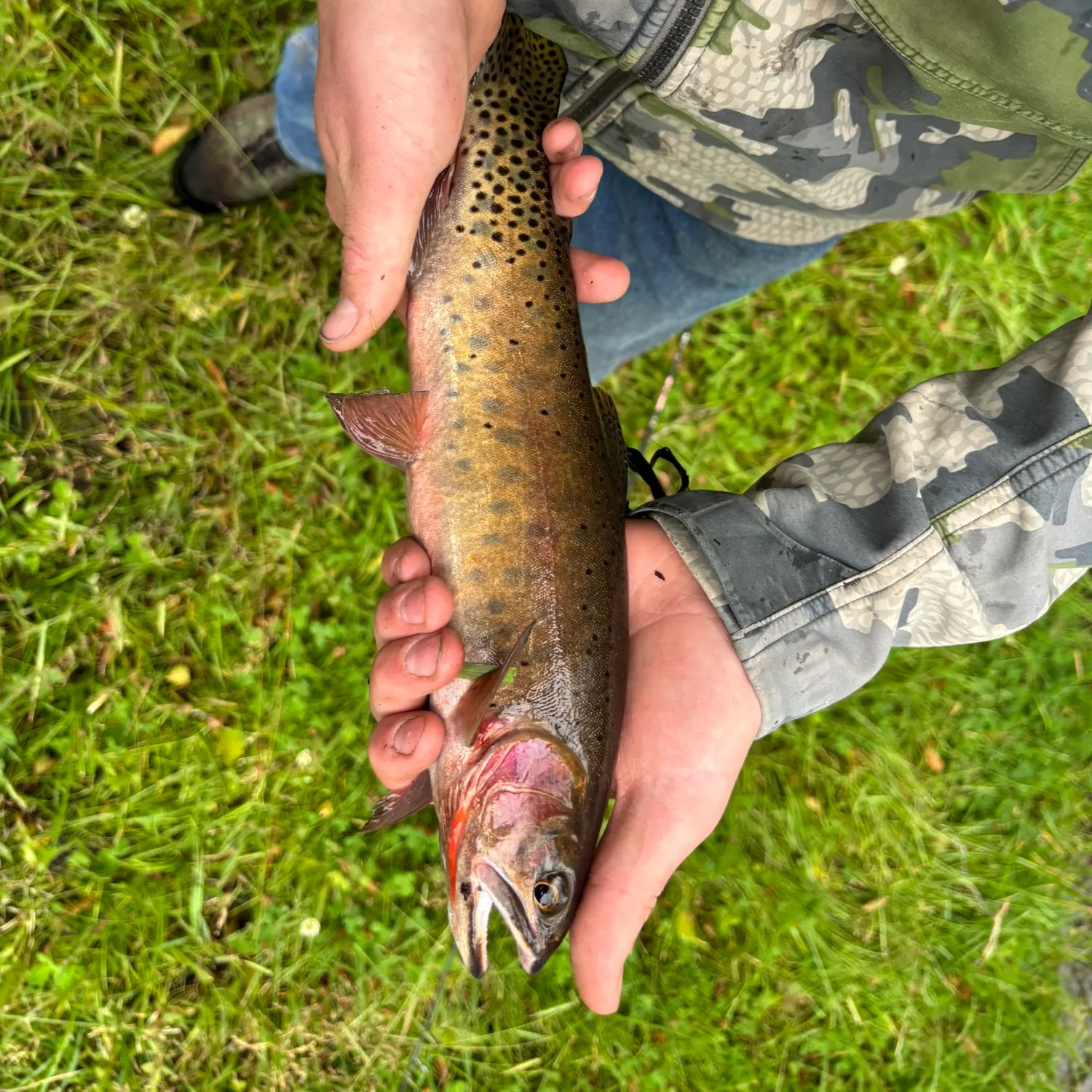 Colorado river cutthroat trout caught on Fishbrain