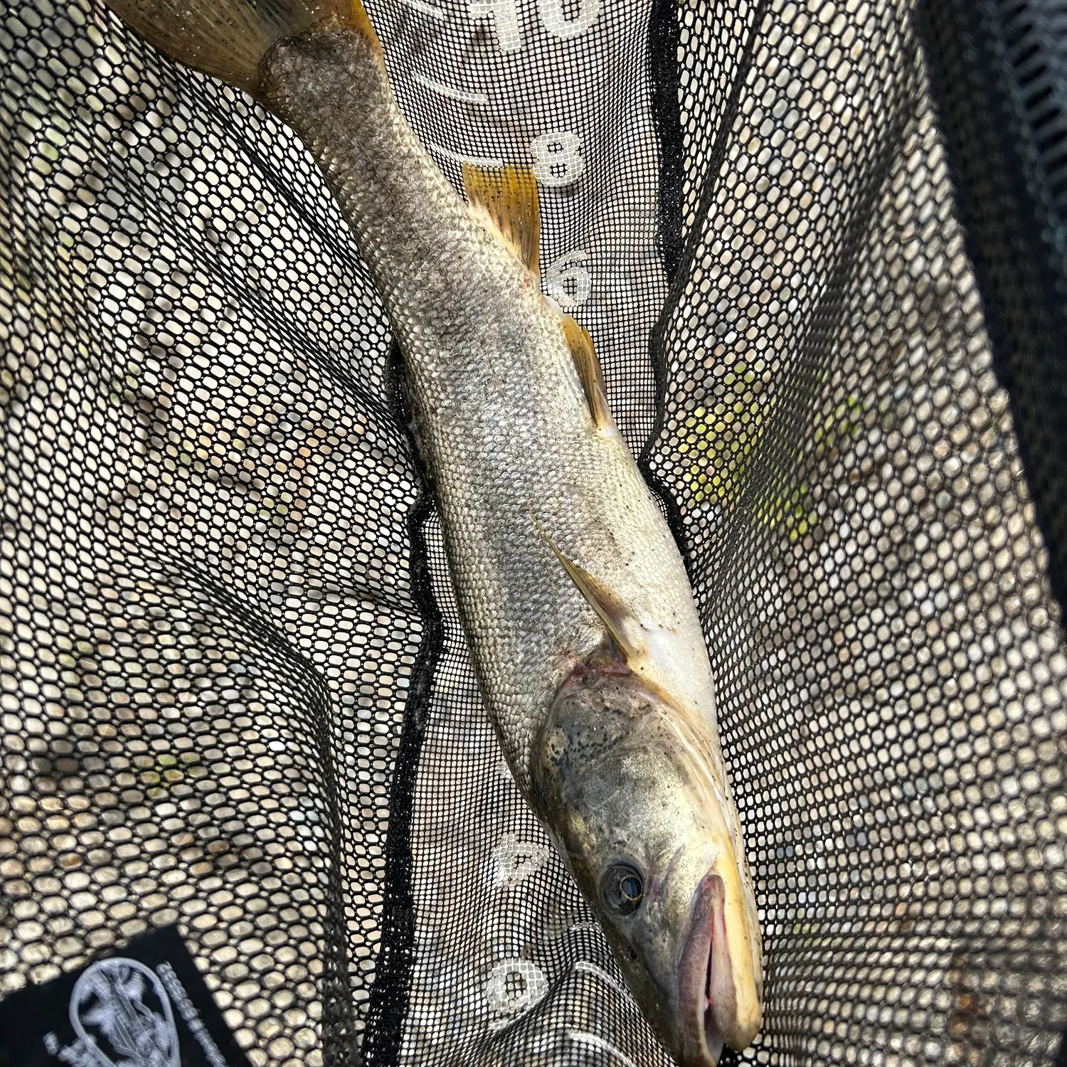 Northern pikeminnow caught on Fishbrain