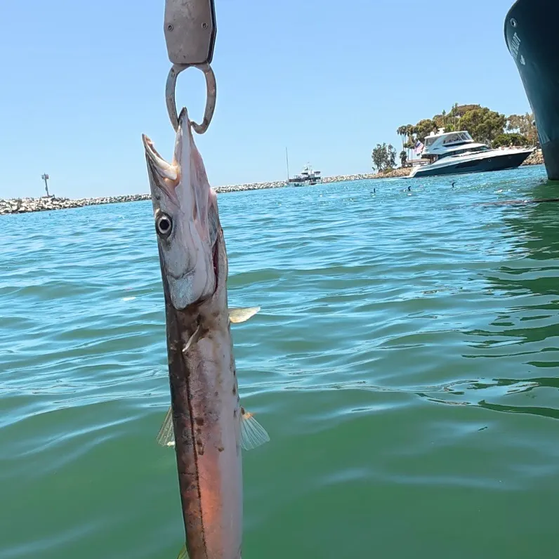 The most recent Pacific barracuda catches on Fishbrain