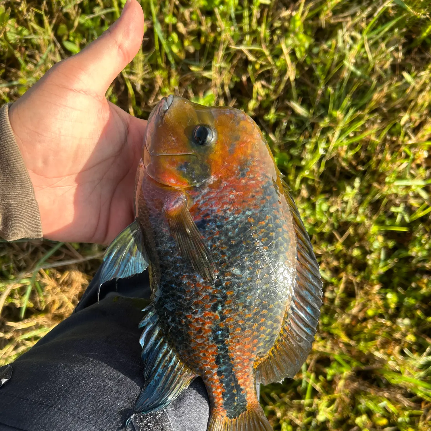 The most recent Redhead cichlid catches on Fishbrain