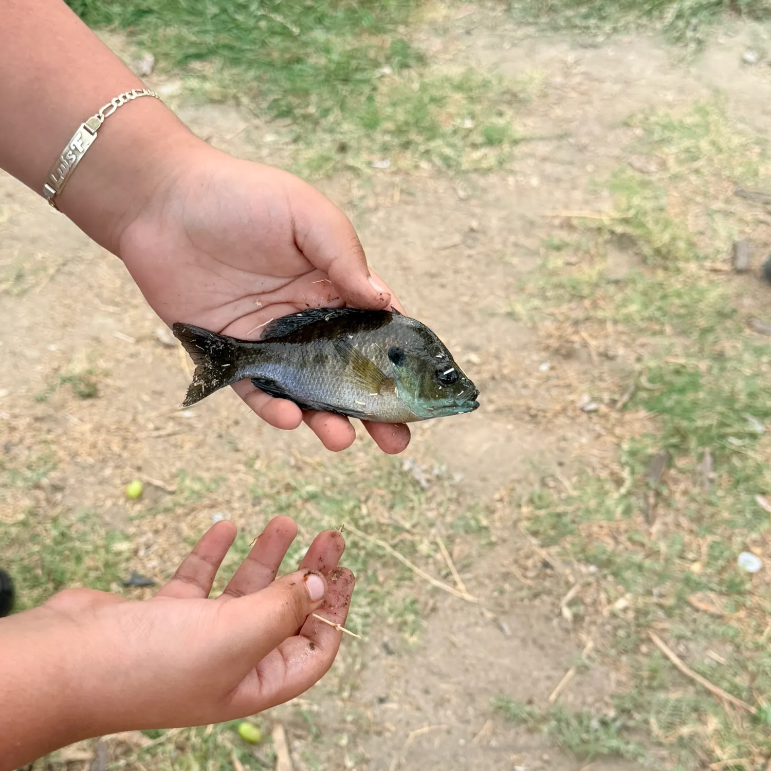 Bluegill caught on Fishbrain