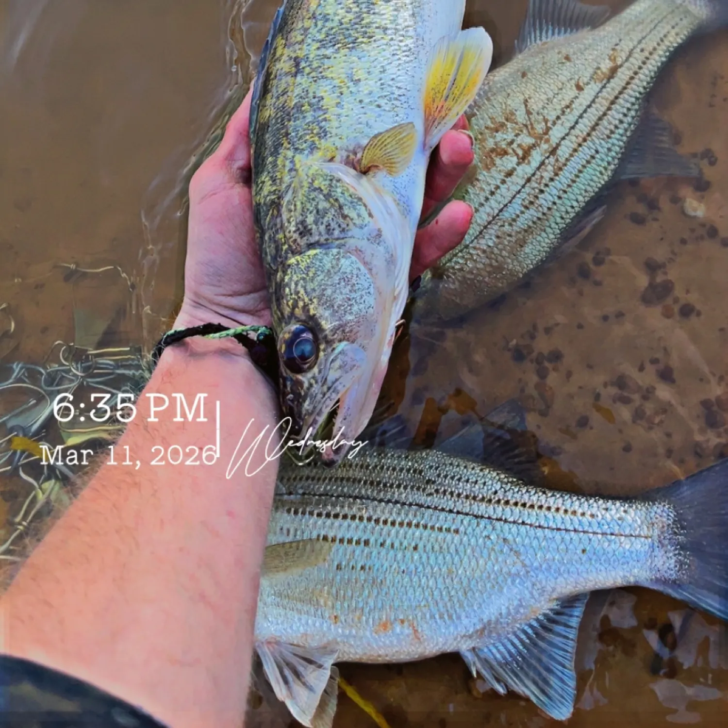 recently logged catches