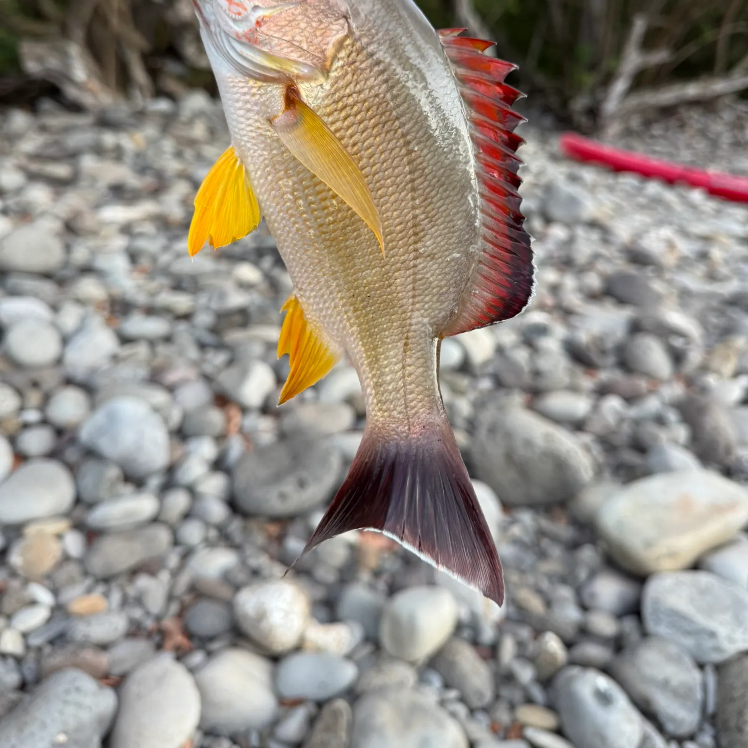 The most recent Blackfin snapper catches on Fishbrain