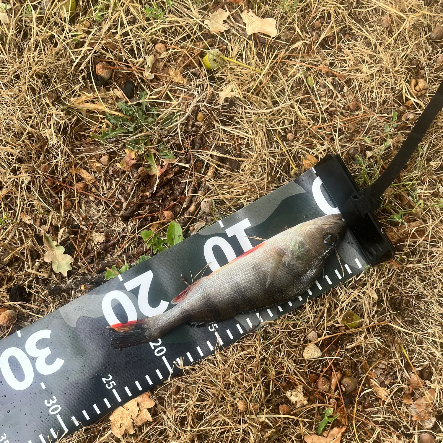 European perch caught on Fishbrain