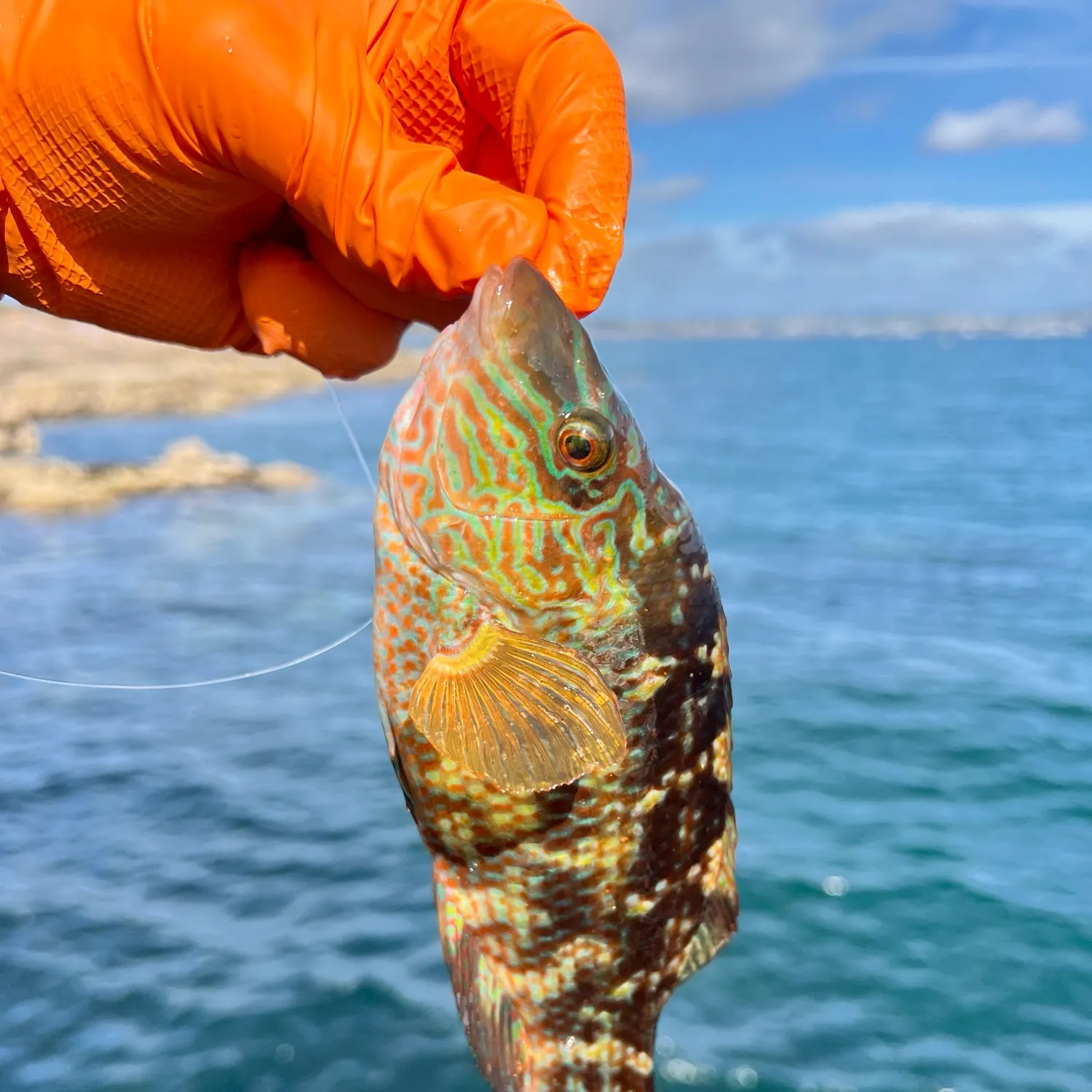 Ballan wrasse caught on Fishbrain