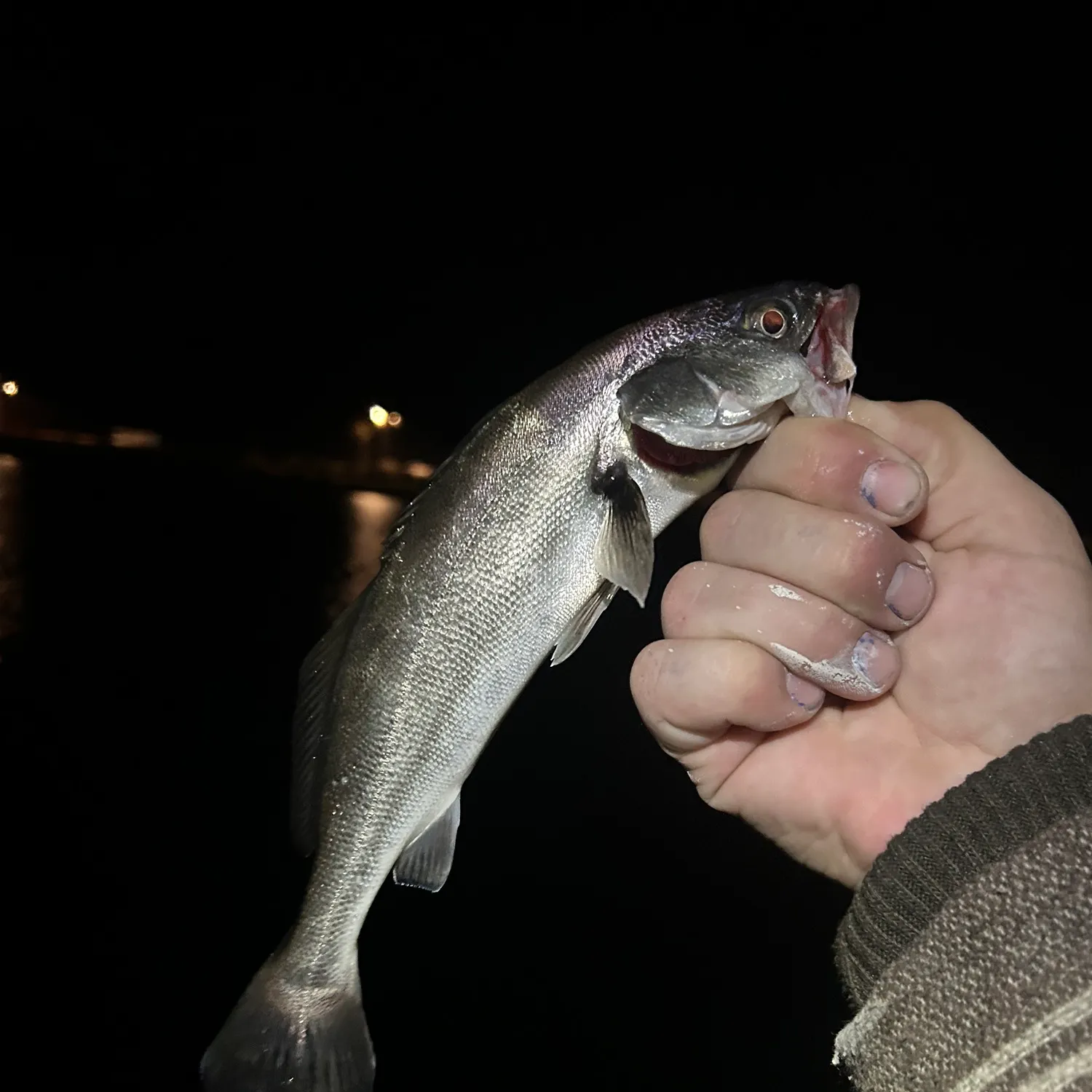 The most recent Surf smelt catches on Fishbrain