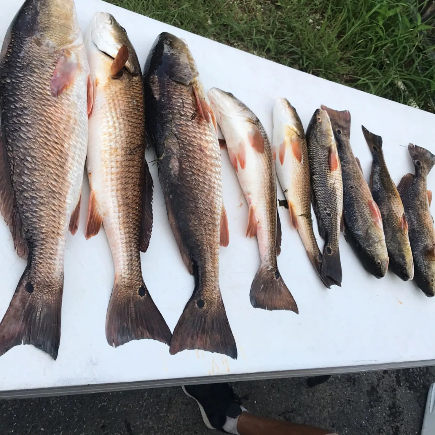 recently logged catches