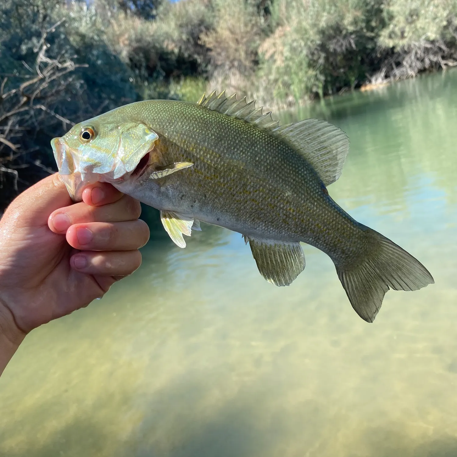 Smallmouth bass caught on Fishbrain
