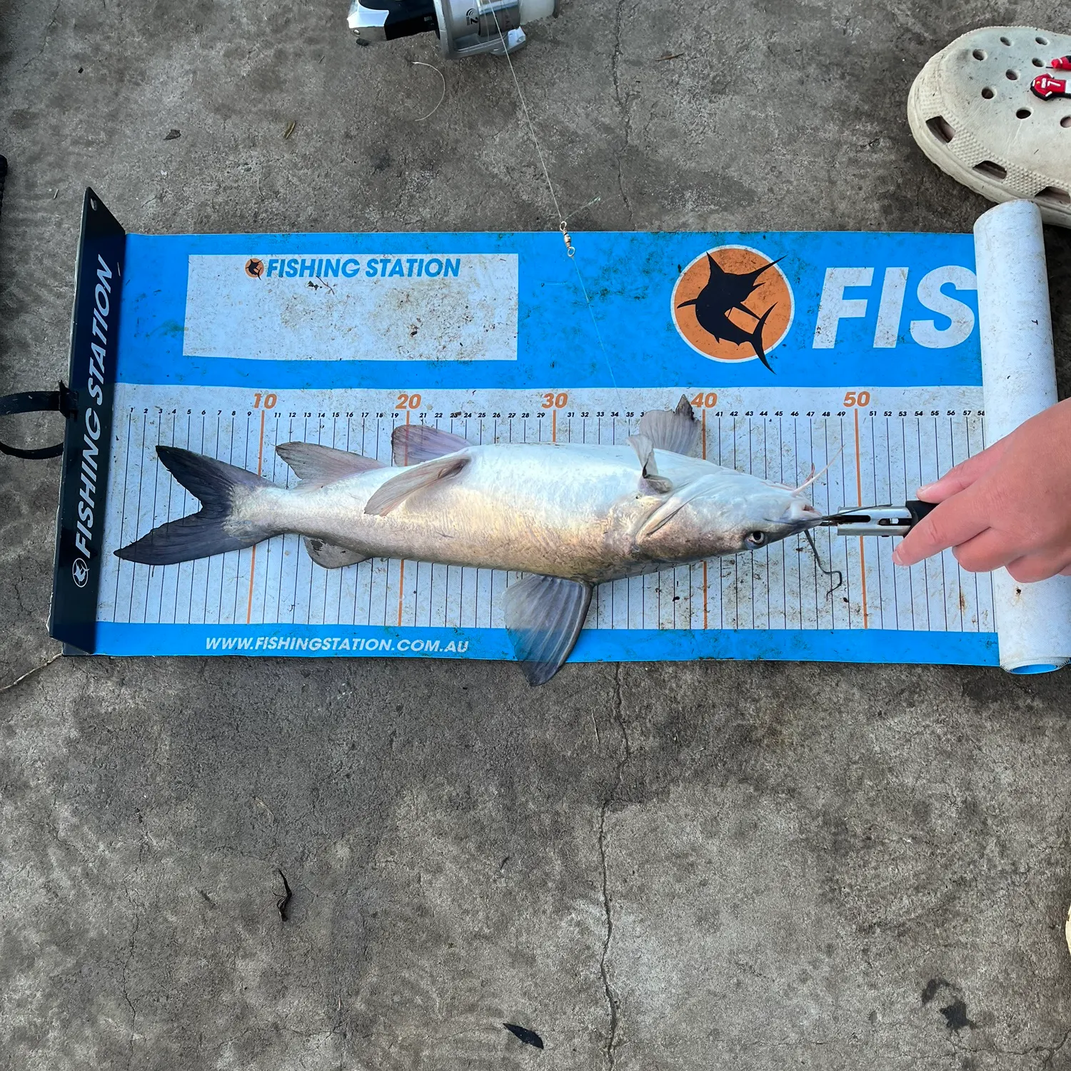 The most recent Blue salmon catfish catches on Fishbrain