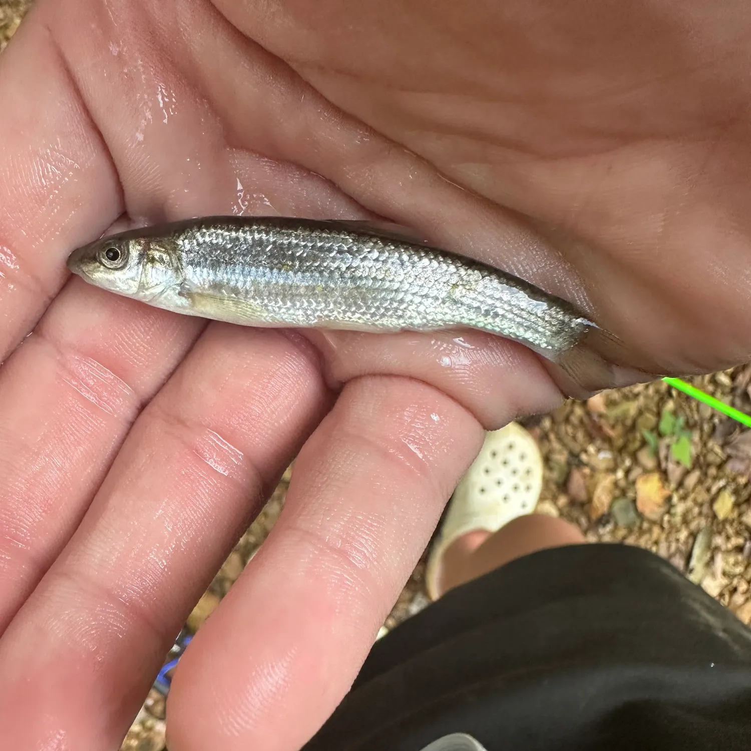 Creek chub caught on Fishbrain