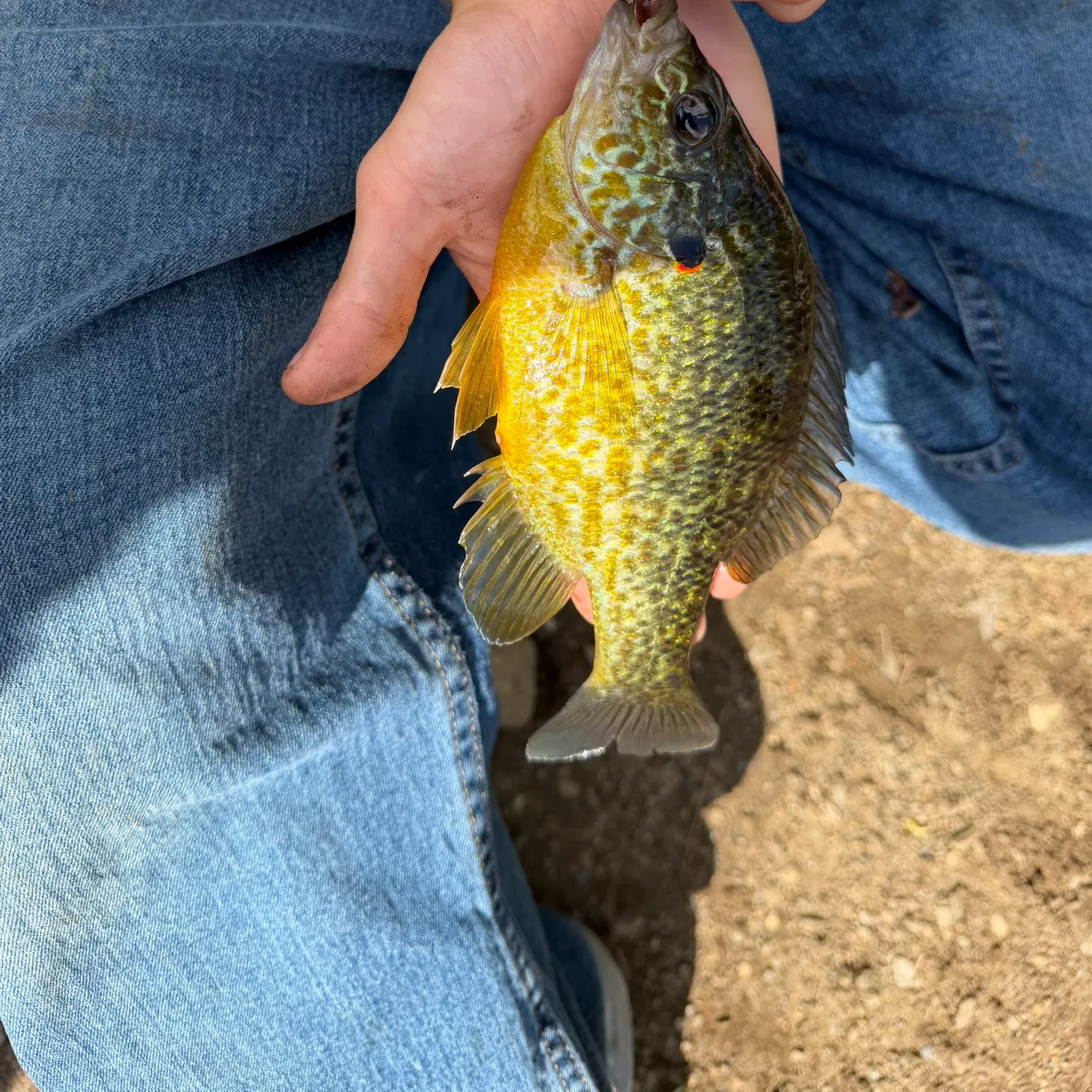 Pumpkinseed caught on Fishbrain