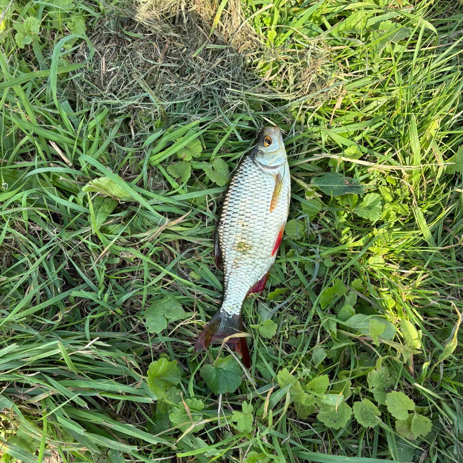 Common roach caught on Fishbrain