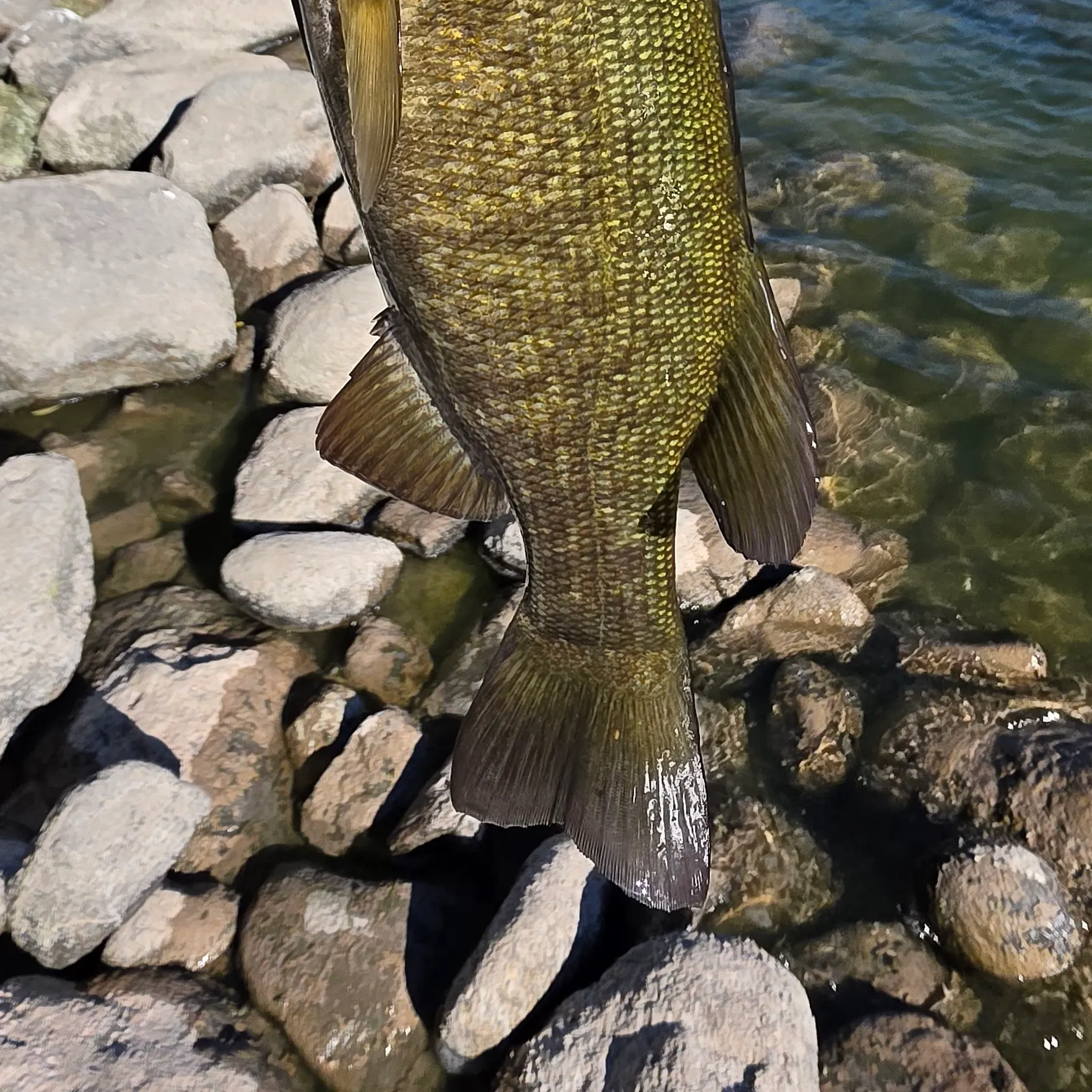 Smallmouth bass caught on Fishbrain
