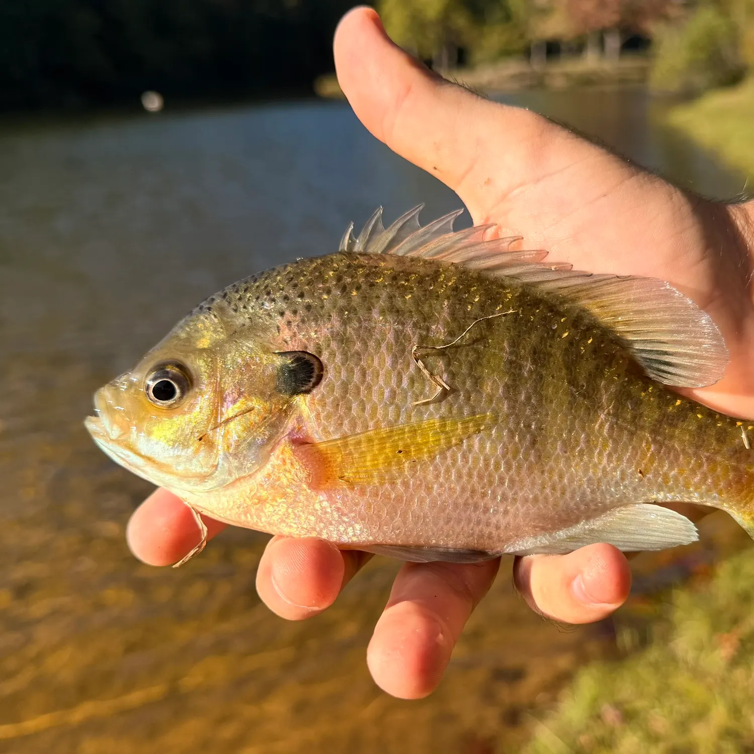 Bluegill caught on Fishbrain