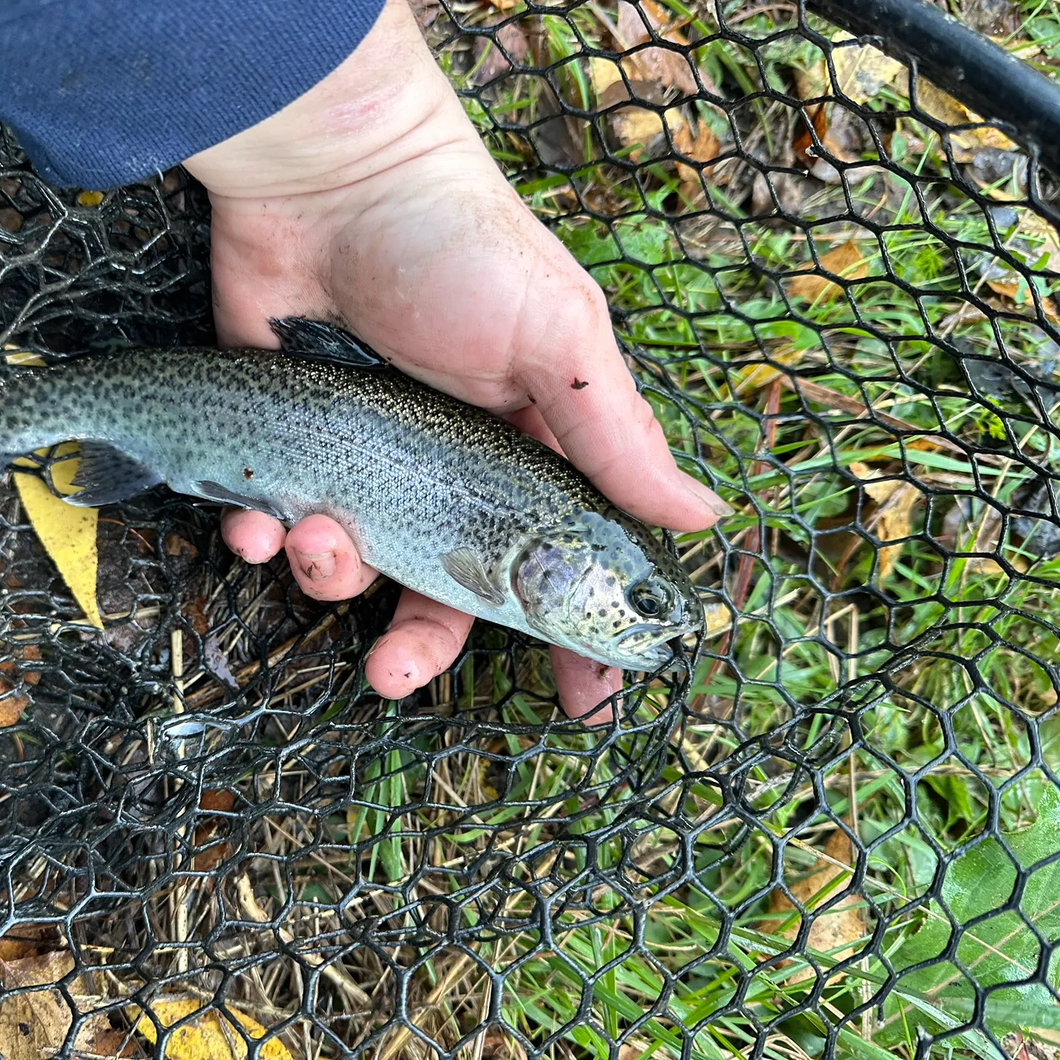 Rainbow trout caught on Fishbrain