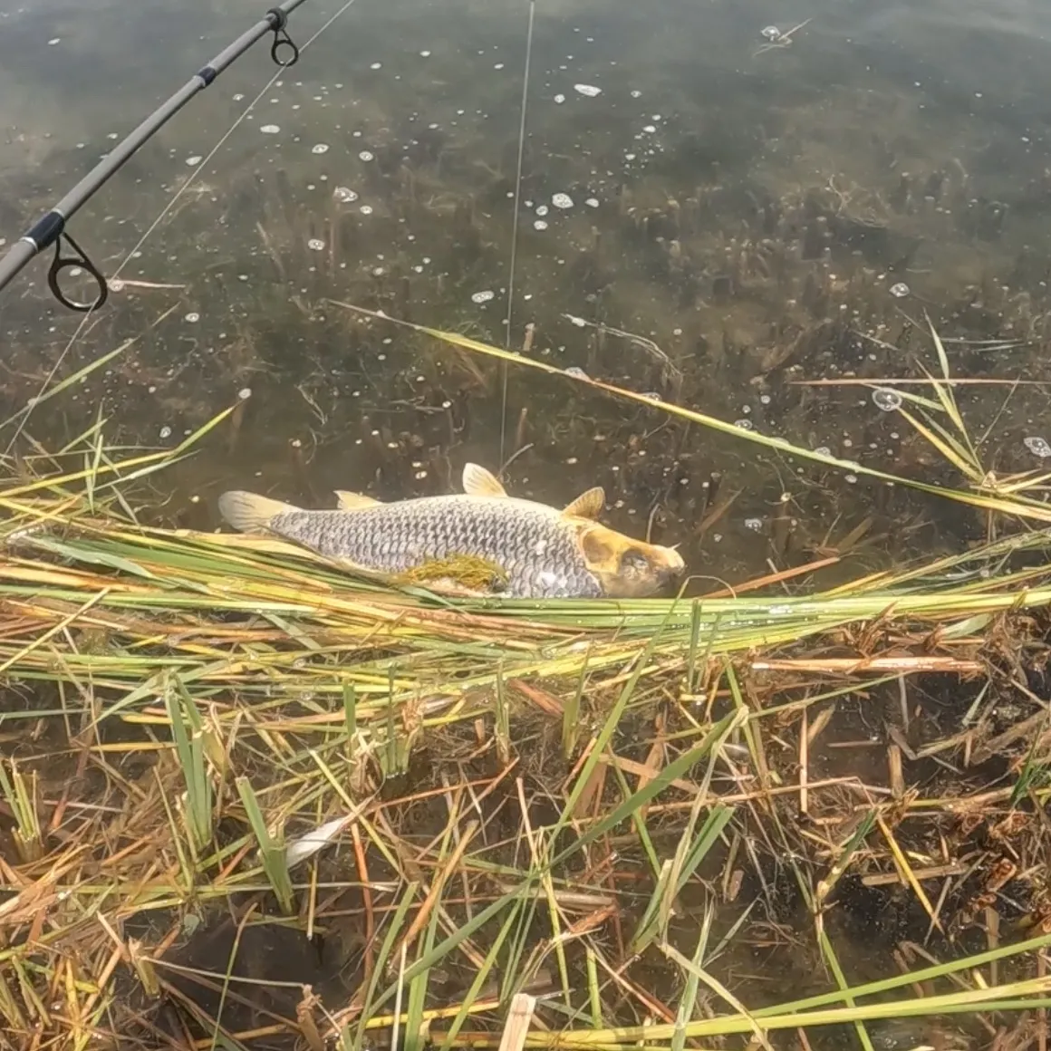 Koi carp caught on Fishbrain