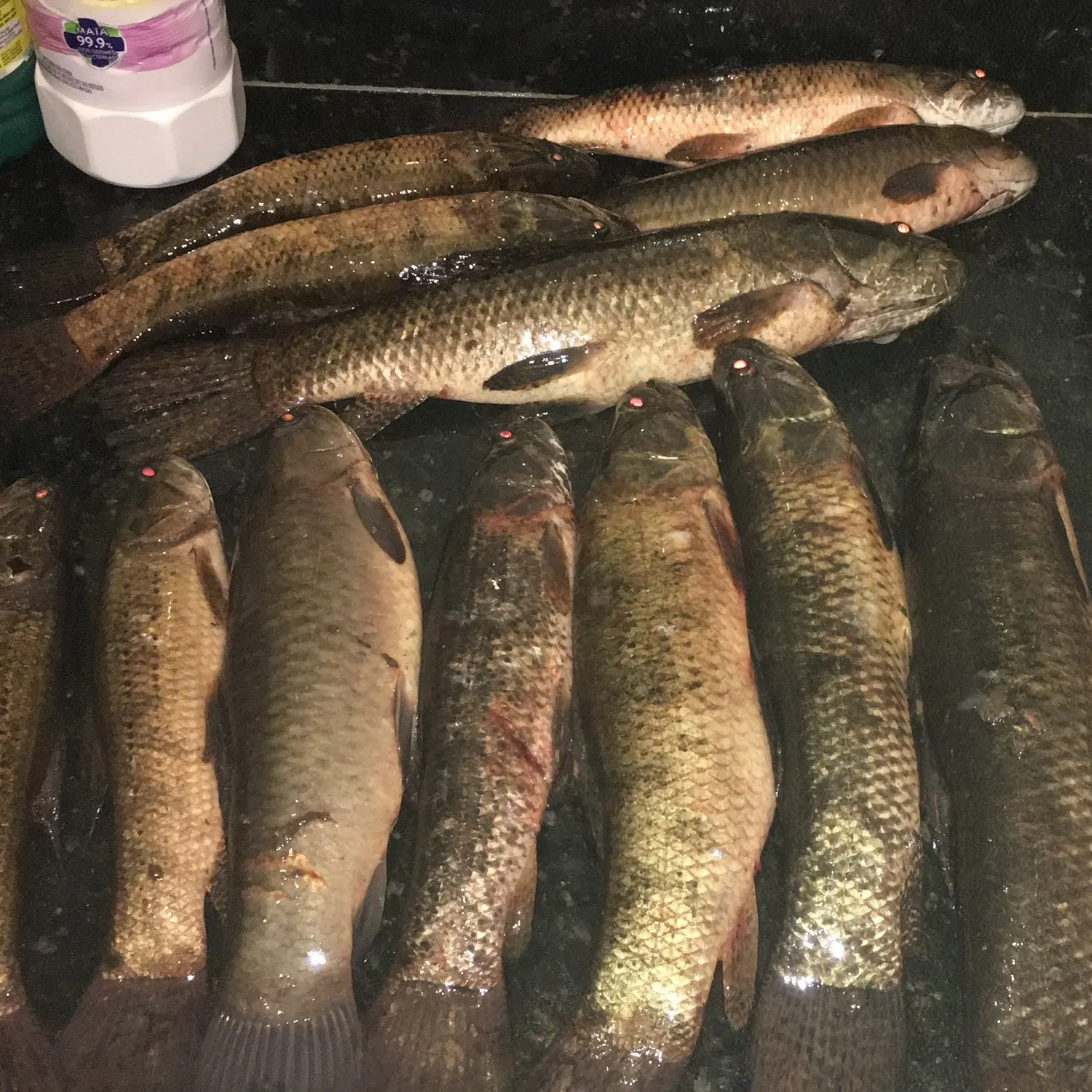 recently logged catches