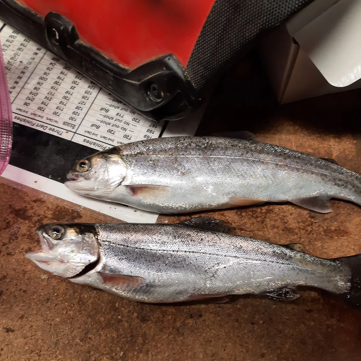 recently logged catches